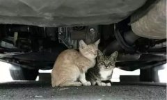 天冷了，開車前記得先喚醒它們！