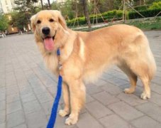 狗狗的品種，居然暴露了你的性格？