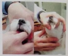 狗狗喂藥小技巧！ 華興寵物食品