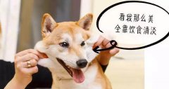 重口味的狗狗愛(ài)啃腳？注意！這可能不是怪癖而