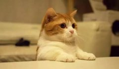 貓這種動物，一旦碰上，就再也戒不了了 華興寵