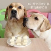 狗狗是否需要補鈣？補鈣應注意什么？ 華興寵物